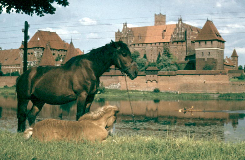Caballos y el castillo